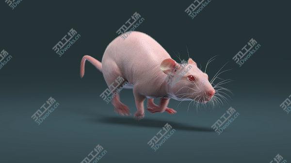 images/goods_img/20210312/3D Rat Hairless Animated/1.jpg